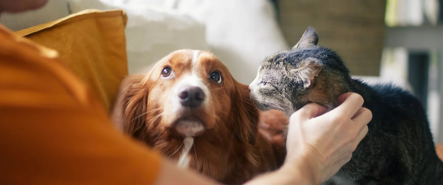Pet Care Interaction