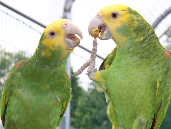 Conservation Partnerships