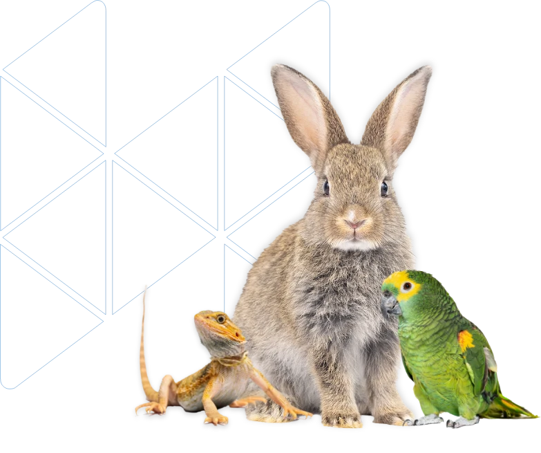 Pet PNG