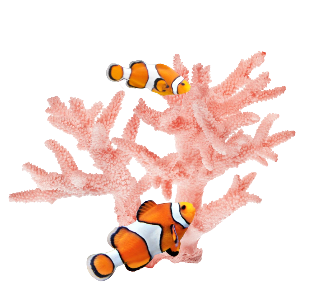Coral