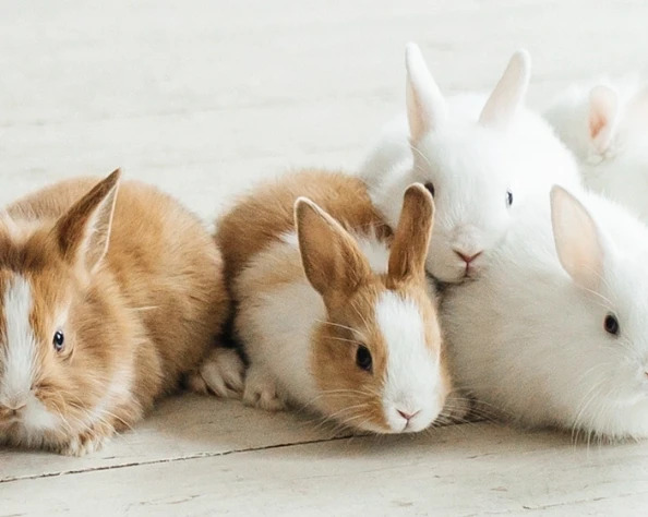 Rabbits